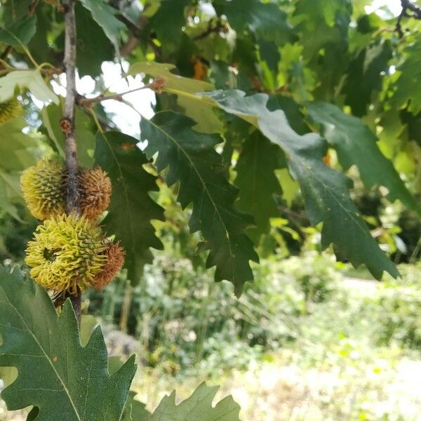 Quercus cerris Lehti