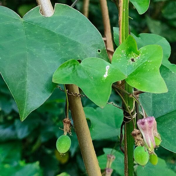 Passiflora pallida Feuille