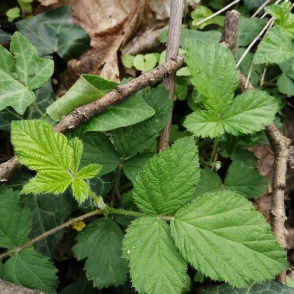 Rubus pruinosus Folla