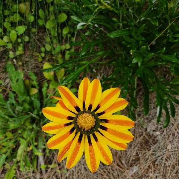 Gazania linearis Lorea