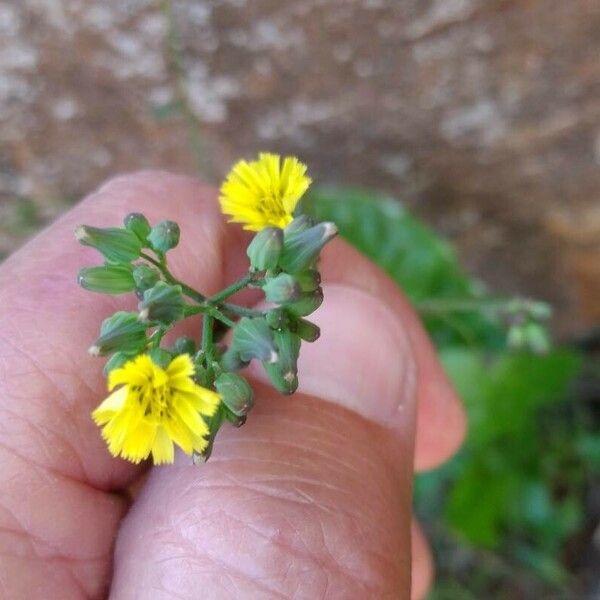 Youngia japonica Flower