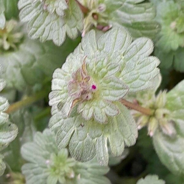 Lamium amplexicaule Leaf