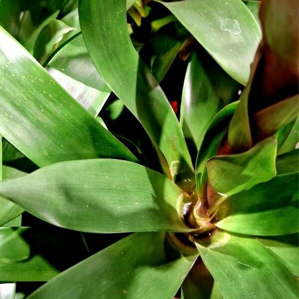 Guzmania monostachia Blad