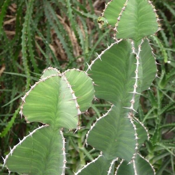 Euphorbia cooperi Листок