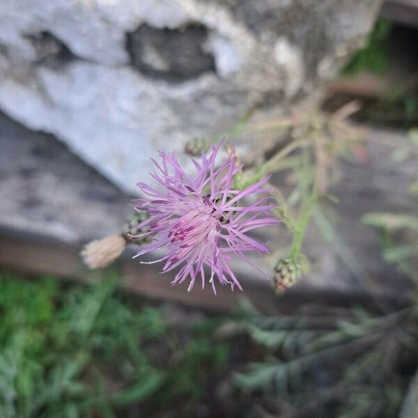 Centaurea stoebe फूल