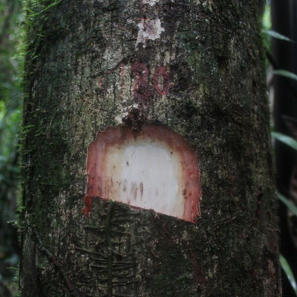 Sterculia tragacantha बार्क (छाल)