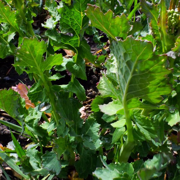 Brassica napus Leaf