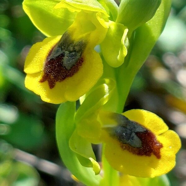 Ophrys lutea Flower