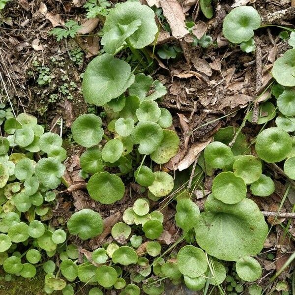 Umbilicus rupestris Folha