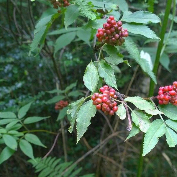 Sambucus racemosa Fruit