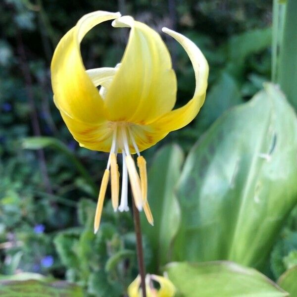 Erythronium tuolumnense Kwiat