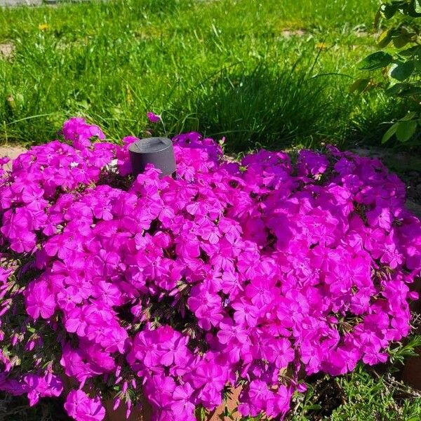 Phlox drummondii Λουλούδι