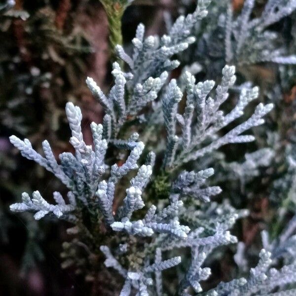 Juniperus scopulorum Leaf