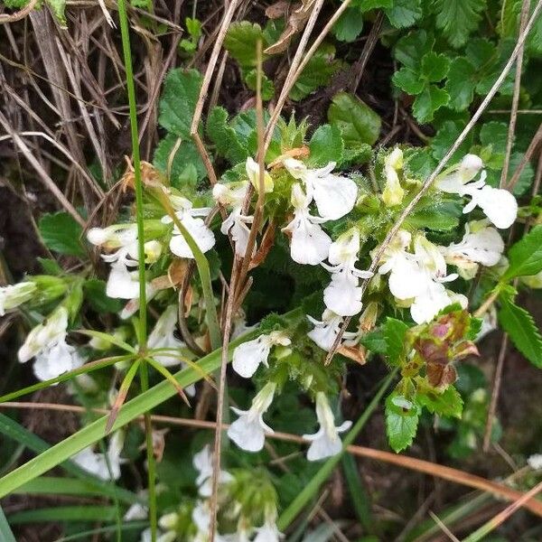 Teucrium pyrenaicum Flower