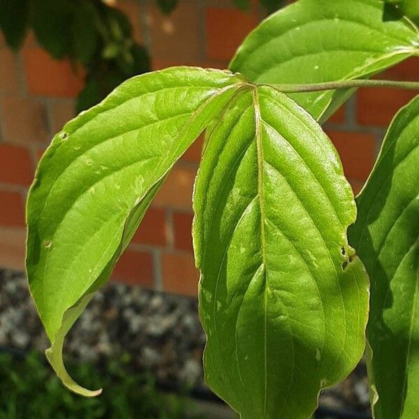 Cornus kousa Lehti