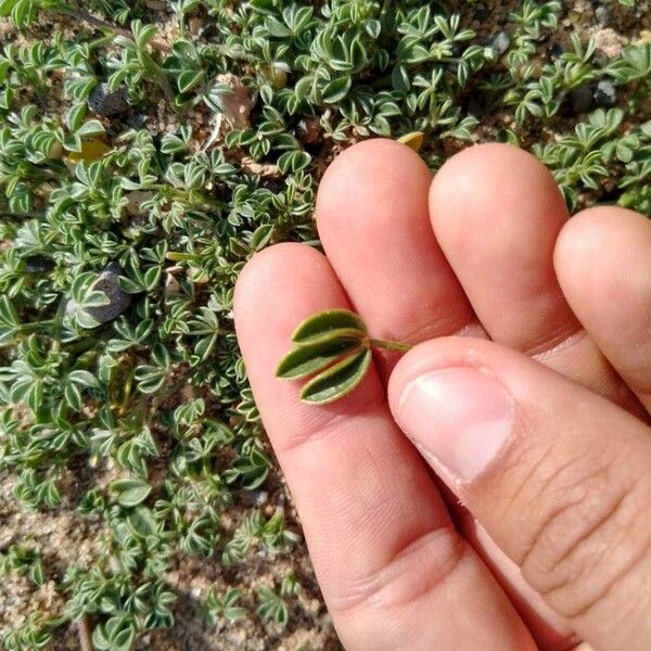 Lotus glinoides Leaf