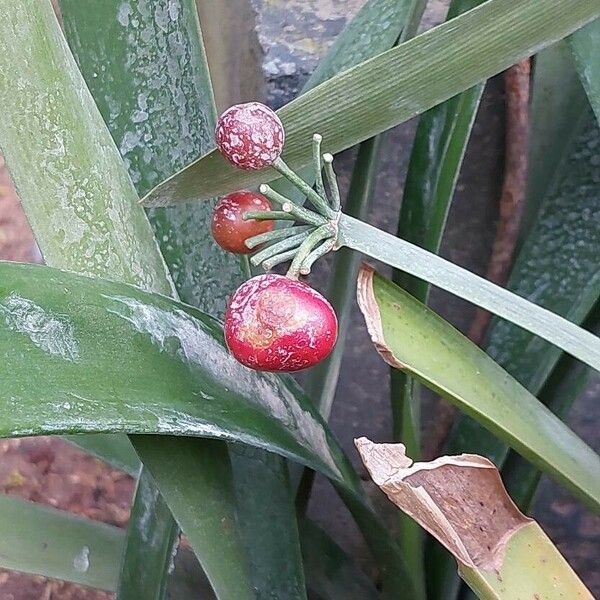 Clivia nobilis Fruit