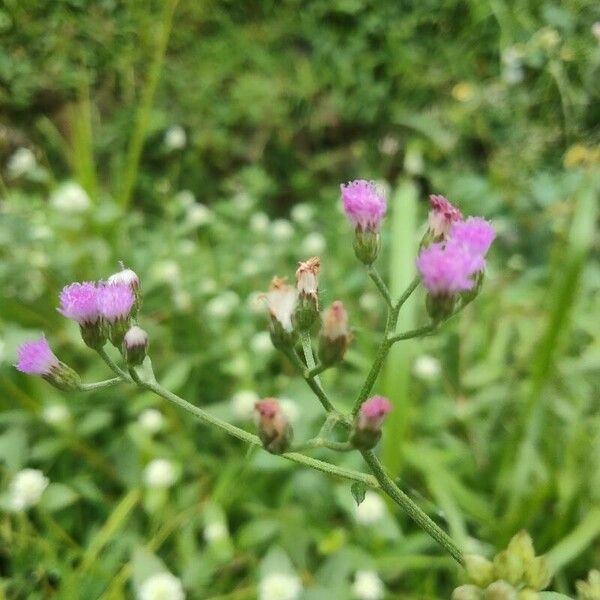 Cyanthillium cinereum Квітка