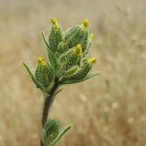 Madia sativa Квітка