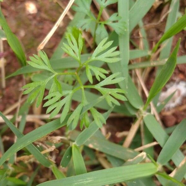 Cyclospermum leptophyllum Blatt