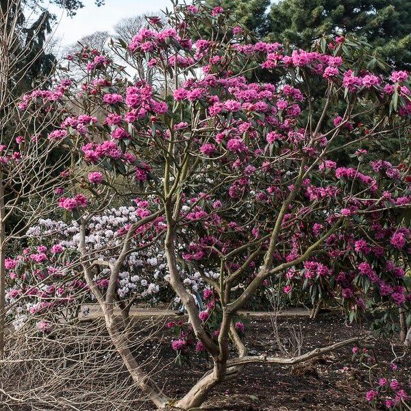 Rhododendron anthosphaerum