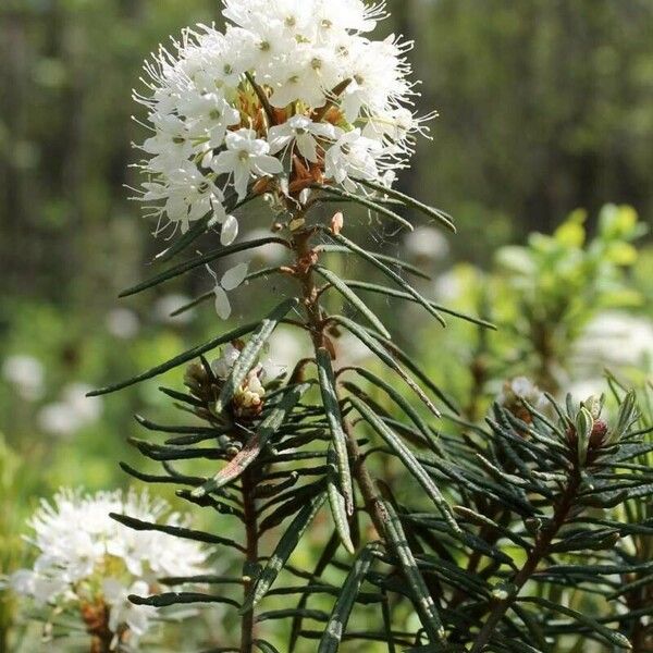 Ledum palustre Λουλούδι