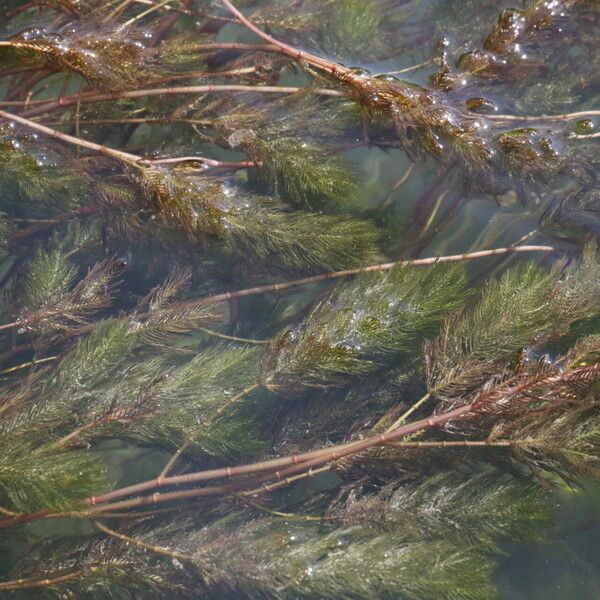 Myriophyllum spicatum 葉