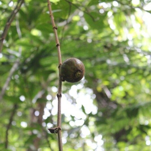 Ficus mauritiana Frutto