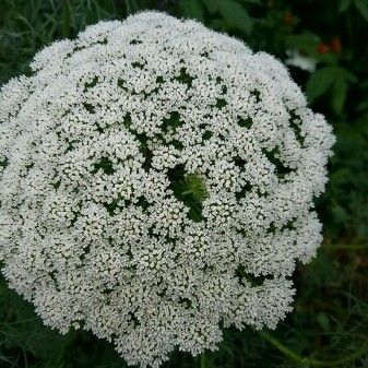 Visnaga daucoides Flower