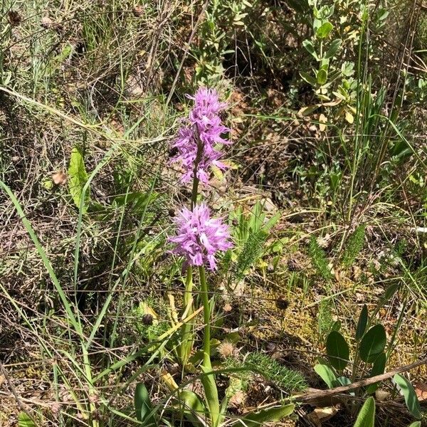 Orchis italica Flower