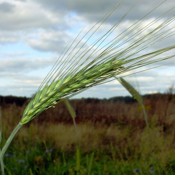 Hordeum vulgare Frugt