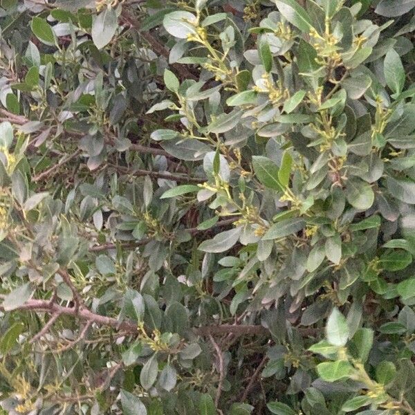 Rhamnus alaternus Folha