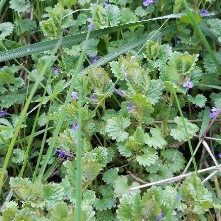 Glechoma hederacea عادت داشتن