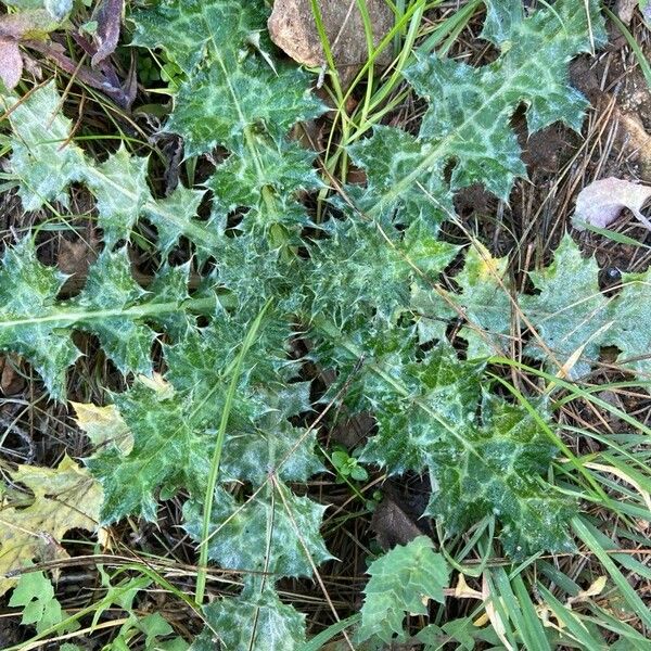 Carduus pycnocephalus Leaf