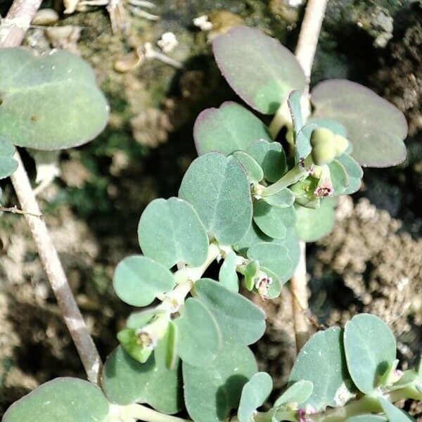 Euphorbia serpens Ліст