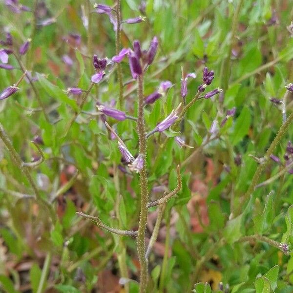 Chorispora tenella ফুল