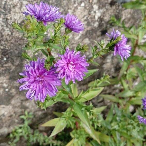 Symphyotrichum novi-belgii Çiçek