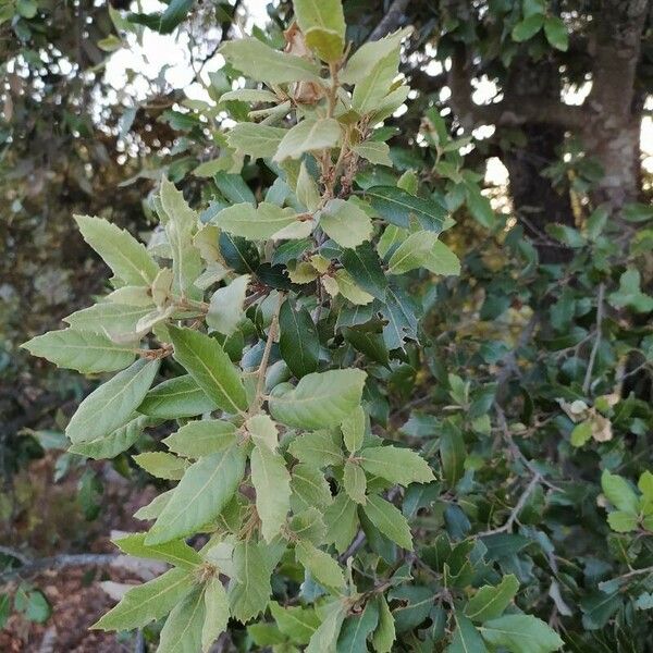 Quercus ilex Ліст