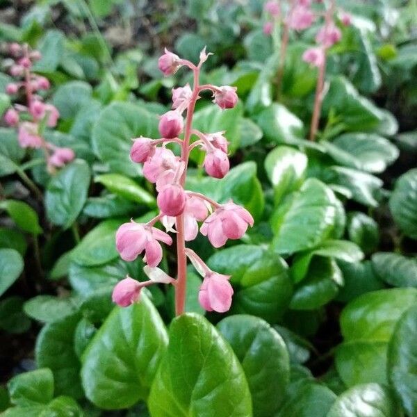 Pyrola asarifolia Flor