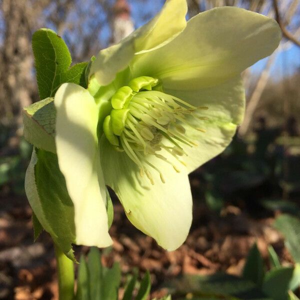 Helleborus viridis പുഷ്പം