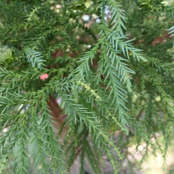 Cryptomeria japonica पत्ता