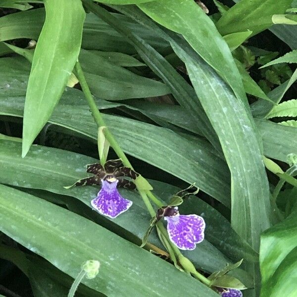 Zygopetalum maculatum List