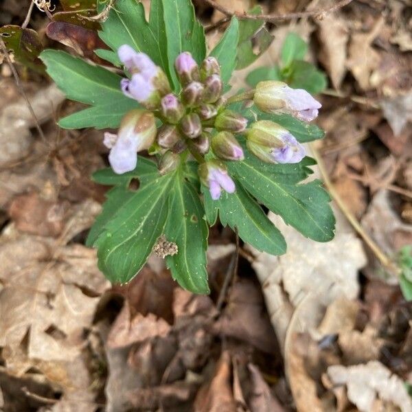 Cardamine concatenata Flower