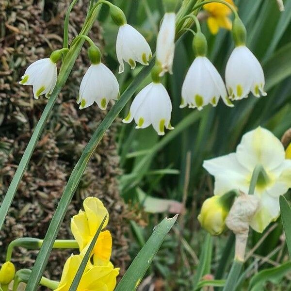 Leucojum aestivum Flower