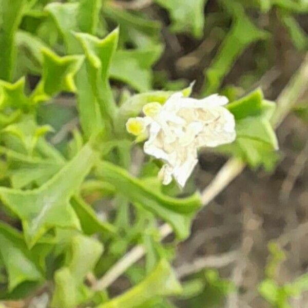 Ehretia cortesia Flower