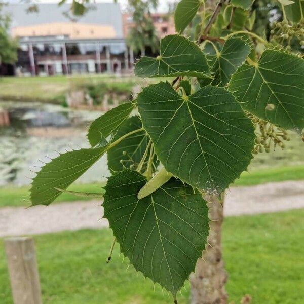 Tilia henryana Blatt