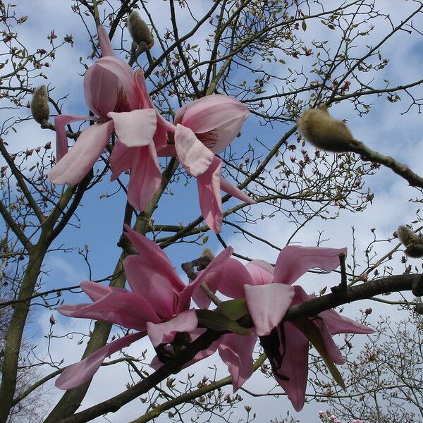 Magnolia campbellii Çiçek