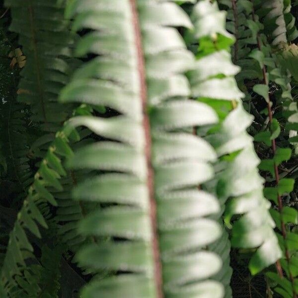 Nephrolepis cordifolia Leaf