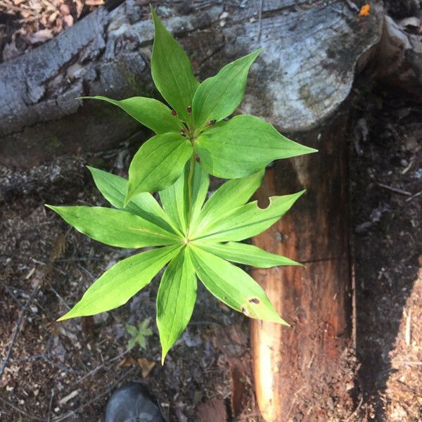 Medeola virginiana Blad