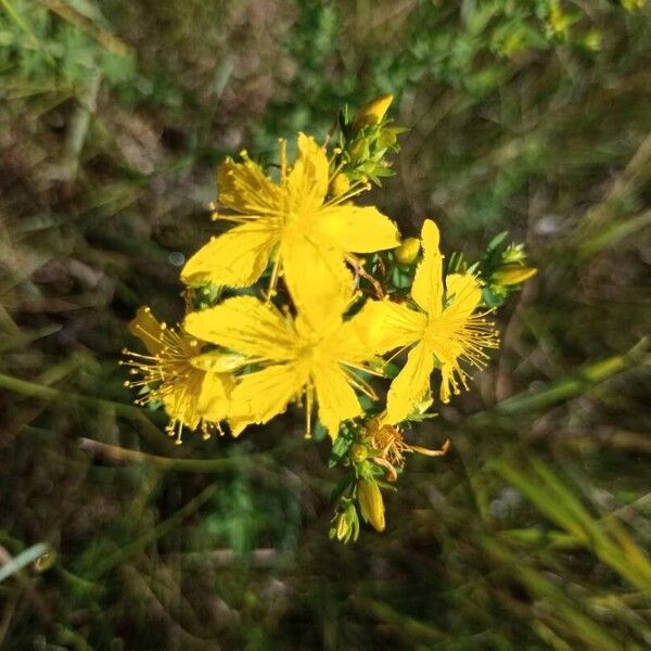 Hypericum perfoliatum Çiçek